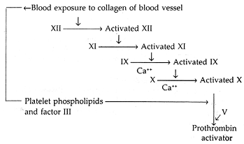 781_intrinsic pathway of blood coagulation.png